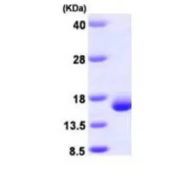 [MC07-025] Recombinant Human Galectin 2, His Tag -25 ug