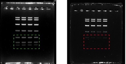 [Eletro3ks199] Molecular Biology Grade Agarose Tablets